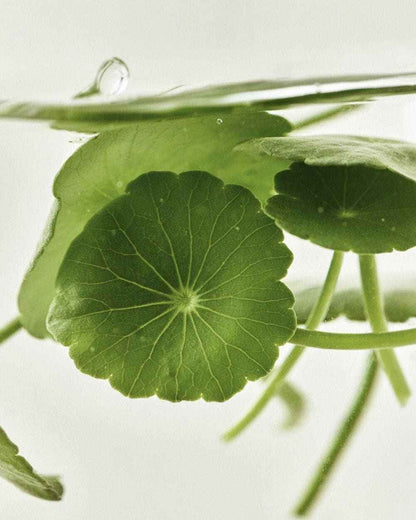 [Beauty of Joseon] Centella Asiatica Calming Mask 25ml X 10ea - Skynkorea