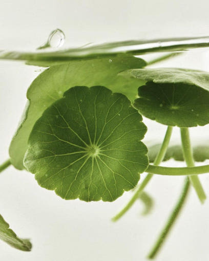 [Beauty of Joseon] Light On Serum : Centella + Vita C 30ml - Skynkorea